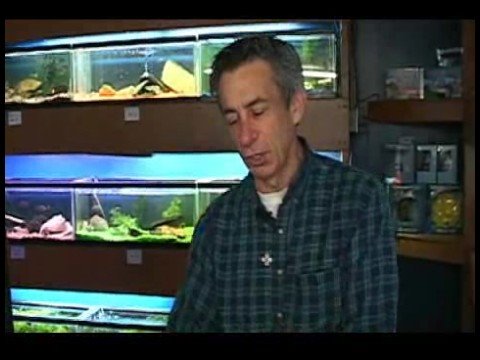 Akvaryum Seçimi : Ekleme Balık Tankları İçin Çakıl 