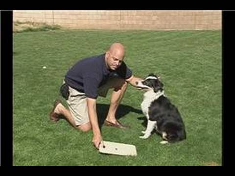Bu Köpek Eğitim Komutu : Bir Köpek İle Bir Serbest Bırakmak İçin Nasıl Komut Al  Resim 1