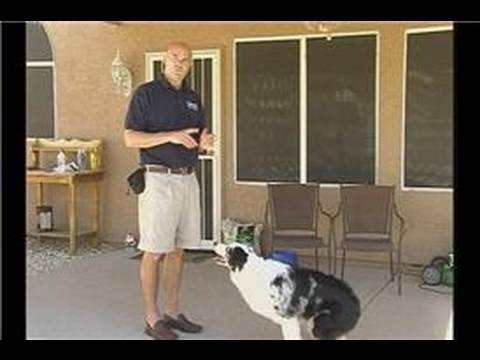 Kalmak İçin Bir Köpek Öğretim : Kal Komutları İle Bir Köpek Holding  Resim 1