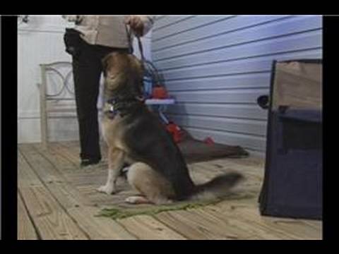 Köpek Eğitim Temelleri: Köpek Eğitim: Yaklaşım Üzerinde Oturmak