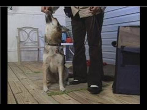 Köpek Eğitim Temelleri: Köpek Eğitim: Yem Sit