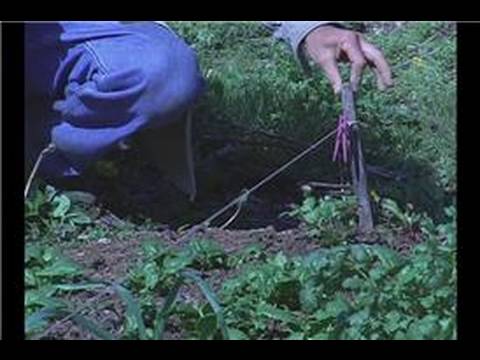 Organik Ispanak Bahçe: Bir Organik Ispanak Bahçe Yatak Örtüsü Oluşturma Resim 1
