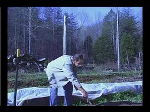 Organik Ispanak Bahçe: Dikim Organik Ispanak Tohum