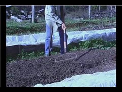 Organik Ispanak Bahçe: Yan Yatan Organik Ispanak Tohum