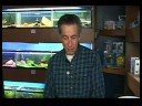Akvaryum Seçimi : Ekleme Balık Tankları İçin Çakıl 