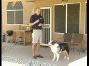 Kalmak İçin Bir Köpek Öğretim : Kal Komutları Öğretme Köpekler Sınırları 