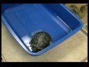Nasıl Bir Kaplumbağa Bakımı : Pet Kaplumbağalar: Isıtma