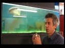 Akvaryum Bakımı : Balık Tank Bulutlu Su Temizleme  Resim 3