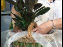 Bitki Hediye Sepetleri Hediye Sepetleri İçin Büyük Bitkiler Ekleme  Resim 3