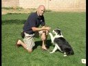 Bu Köpek Eğitim Komutu Bırak : Bırak Onu Öğretmek İçin Köpek Bir Komut Mola  Resim 3