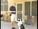 Kalmak İçin Bir Köpek Öğretim : Kalmak İçin Bir Köpek Öğretmek İçin Kullanarak Görseller  Resim 3