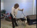 Köpek Eğitim Temelleri: Köpek Eğitim: Yaklaşım Üzerinde Oturmak Resim 3