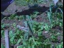 Organik Ispanak Bahçe: Bir Organik Ispanak Bahçe Yatak Örtüsü Oluşturma Resim 3