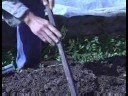 Organik Ispanak Bahçe: Dikim Organik Ispanak Tohum Resim 3