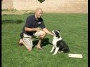Bu Köpek Eğitim Komutu : Bu Bir Köpek İçin Komut Bırakın Gösteren  Resim 4