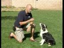 Bu Köpek Eğitim Komutu Bırak : Bırak Onu Öğretmek İçin Köpek Bir Komut Mola  Resim 4