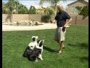 Kalmak İçin Bir Köpek Öğretim : Kal Komutunu Öğretirken Bir Köpek Yem  Resim 4