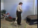 Köpek Eğitim Temelleri: Köpek Eğitim: Dikkat Dağıtıcı İle Oturmak Resim 4