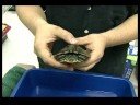 Nasıl Bir Kaplumbağa Bakımı : Pet Kaplumbağalar İşleme  Resim 4