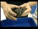 Nasıl Bir Kaplumbağa Bakımı İçin Bir Evcil Hayvan Kaplumbağa Seçimi  Resim 4