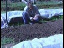 Organik Ispanak Bahçe: Dikim Organik Ispanak Tohum Resim 4