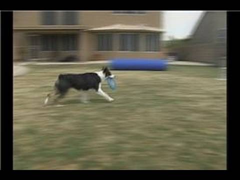 Bir Köpek Bir Frizbi Yakalamak İçin Eğitim : Köpek Hileci: Zamanlama Frizbi Yakalar Resim 1