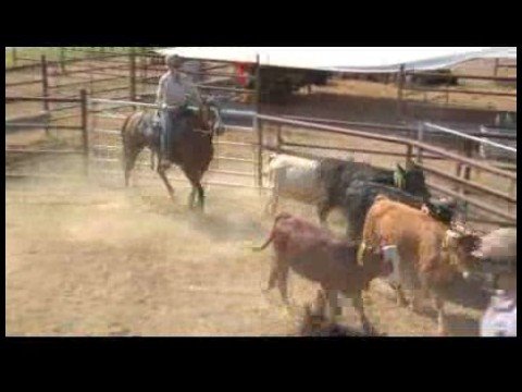 Çalışma Sığır & Team Penning : Ranch Hızı İle Sıralama  Resim 1