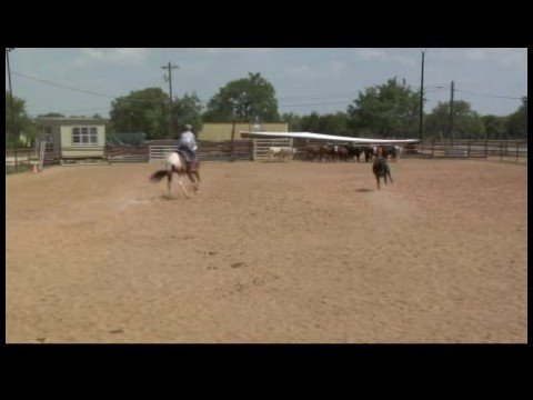İnek, Bir At, Bir İnek Nasıl Kontrol Sığır & Team Penning Çalışma :  Resim 1