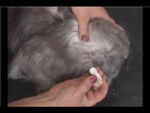 Kedi Bakım : Temizleme Kedi Kulakları Resim 1
