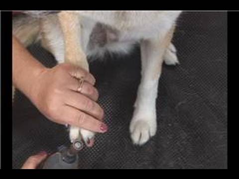 Temel Bakım Köpek : Köpek\'A Dremel İle s Çivi Dosyalama  Resim 1