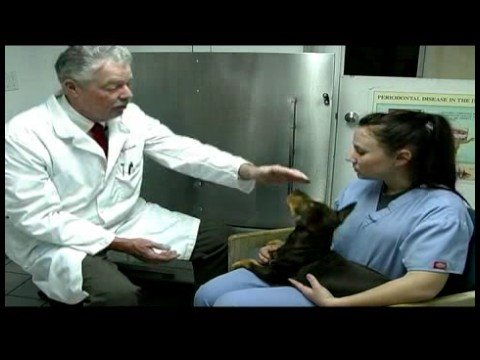 Temel Köpek Bakımı : Yavru Köpek Diş Bakımı, Kulaklar Ve Tırnaklar Resim 1