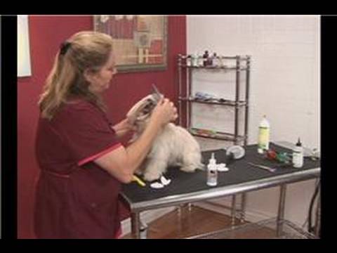 Uzun Saçlı Köpek Tımar : Temizleme Köpek Gözleri