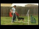 Bir Köpek Yedeklemek Tren : El İşaretleri Kullanarak Yedeklemek İçin Bir Köpek Tren 
