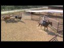 Çalışma Sığır & Team Penning : Ahır İflasa Sıralama