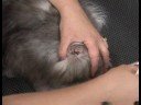 Kedi Bakım : Temizleme Kedi Kulakları