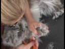 Kedi Damat : Kırpma Kedi Çivi