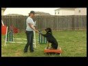 Köpek Eğitimi: Paw Numara : Köpek Eğitim: Ya Paw Yüksek 5 