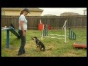 Köpek Eğitimi: Paw Numara : Köpek Eğitimi: Dans Yüksek 5 