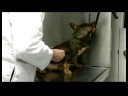 Temel Köpek Bakımı : Yeni Köpek Veteriner Sınavları