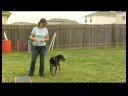 Tren Bir Köpek Gel Komutunu (Recall) : Hattı Kısa Komutu İle Bir Köpek Eğitmek  Resim 2