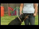 Tren Bir Köpek Gel Komutunu (Recall) : Uzaktan Köpek Tasması İle Eğitim 