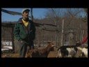 Yükselterek Süt Keçi: Süt Keçi Ve Parazit Önleme