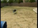 Bir Köpek Bir Frizbi Yakalamak İçin Eğitim : Köpek Hileci: Atma Frizbi Resim 3