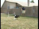 Bir Köpek Bir Frizbi Yakalamak İçin Eğitim : Köpek Hileci: Zamanlama Frizbi Yakalar Resim 3