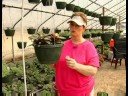 Büyüyen Asılı Sepet Bitkiler : Büyüyen Yeni Gine Lizzie Resim 3