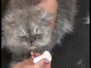 Kedi Bakım : Temizleme Kedi Gözleri Resim 3
