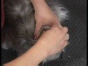 Kedi Bakım : Temizleme Kedi Kulakları Resim 3