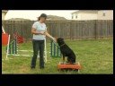 Köpek Eğitimi: Paw Numara : Köpek Eğitim: Ya Paw Yüksek 5  Resim 3