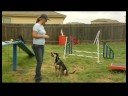 Köpek Eğitimi: Paw Numara : Köpek Eğitimi: Dans Yüksek 5  Resim 3