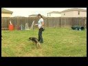 Köpek Tasma Eğitimi, Köpek Tasma Eğitimi: Dikkat Çekmeye Başladı  Resim 3